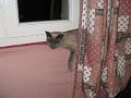 2008-05 Saphir 001
